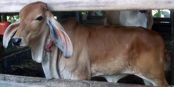 Kalb
