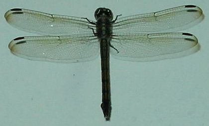 Libelle