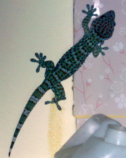 Gecko