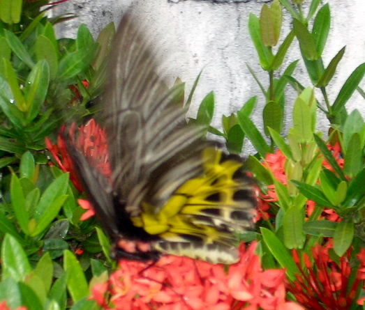 Schmetterling