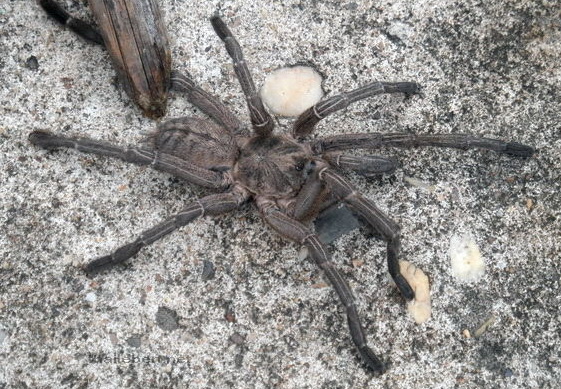 Spinne