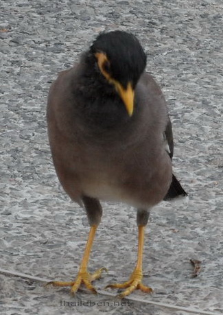 Vogel