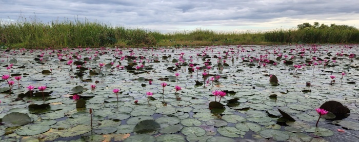 lotusblumen blütenmeer