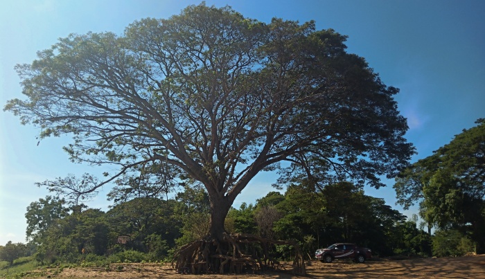 Riesiger Baum mit grossen wurzeln