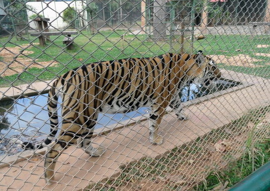 Tiger im Gehege