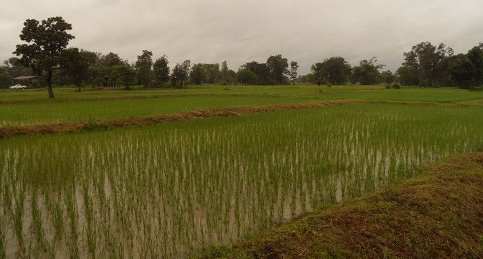 Reisfeld im Wasser
