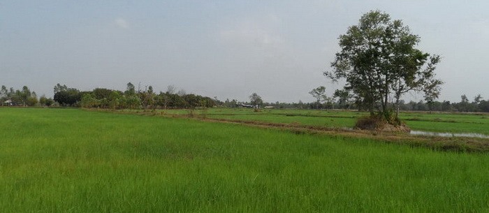 Grünes Reisfeld