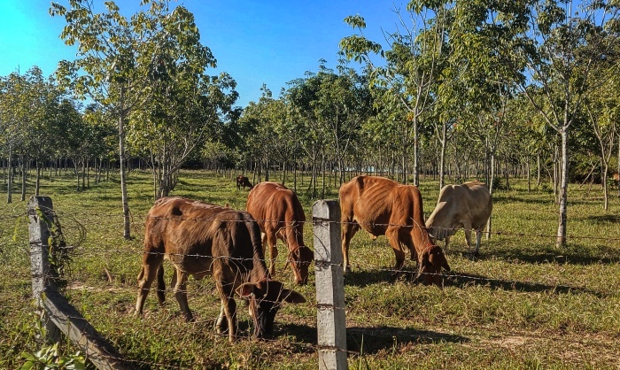 Kühe weiden im Gummibaumfeld  2023