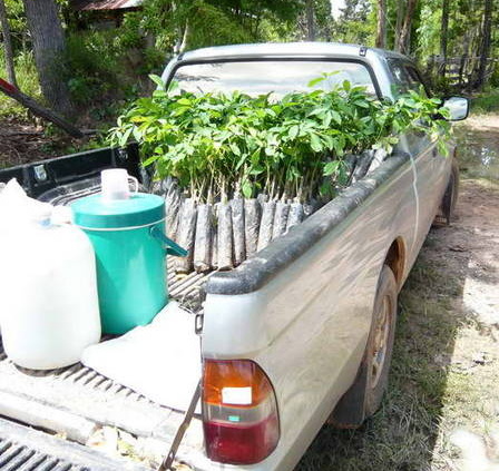 der pick up bringt gummibaumsetzlinge