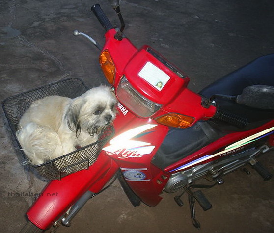 Hund im Motorradkörbchen