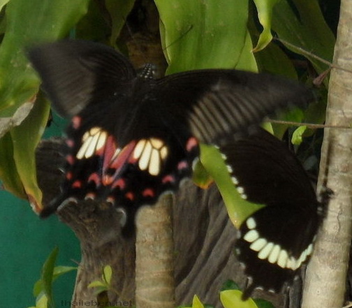  seltene Schmetterlinge