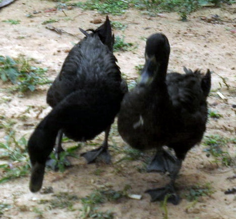 schwarze Enten