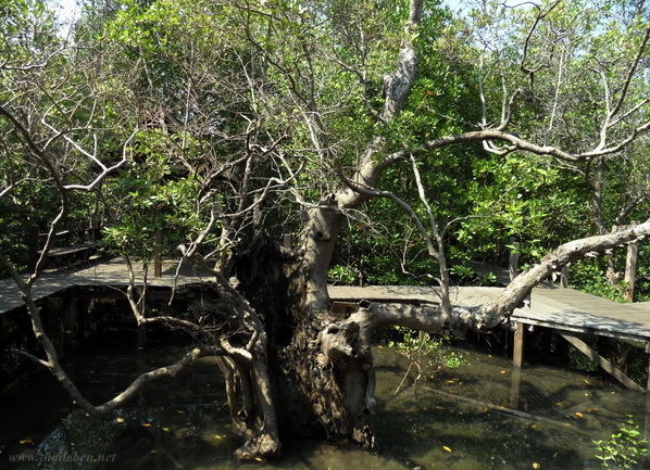 Mangrovenwald mit Steg