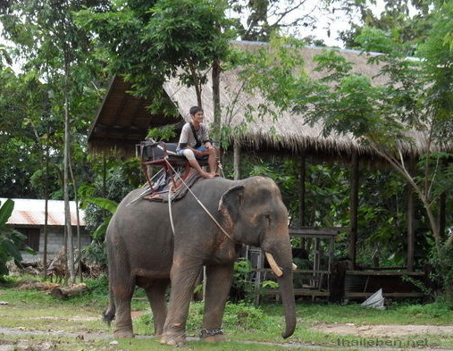 Koh-Chang junger Elefant wird gefüttert