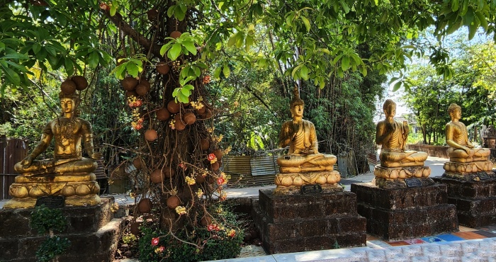 kanonenkugelbaum im Tempel mit goldbuddha