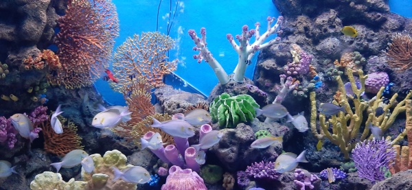 korallenrif aquarium  am meer