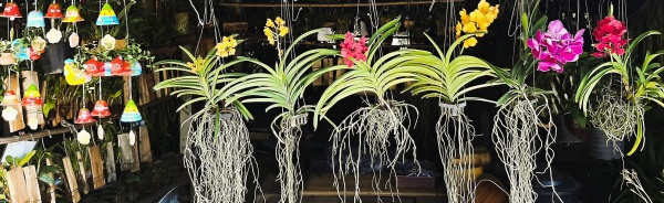 grenzmarkt orchideen